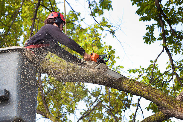 How Our Tree Care Process Works  in  Norton, KS